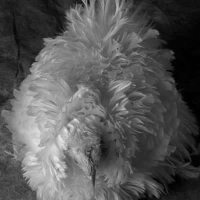 White Frizzle 1